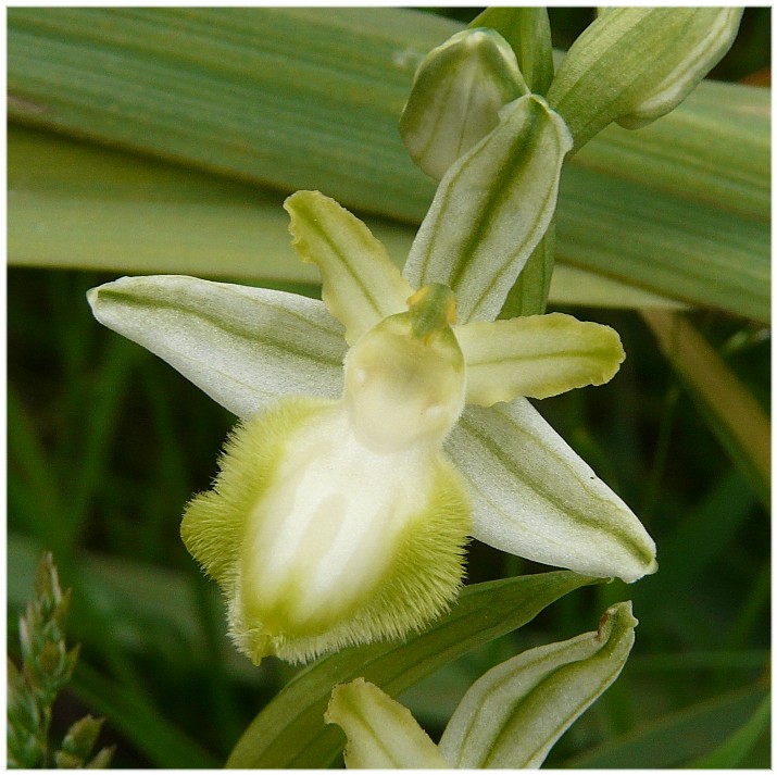 Ophrys sipontensis